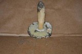 Gyroporus cyanescens image