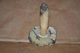 Gyroporus cyanescens image