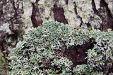 Hypogymnia krogiae image