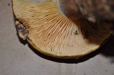 Tapinella atrotomentosa image