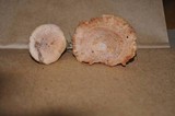 Lactarius chrysorrheus image