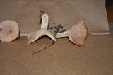 Lactarius chrysorrheus image