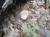 Lactarius chrysorrheus image