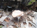 Lactarius chrysorrheus image