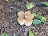 Tapinella atrotomentosa image