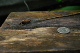 Fluviostroma wrightii image