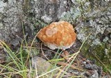 Fomitopsis spraguei image
