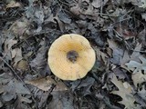 Lactarius psammicola image
