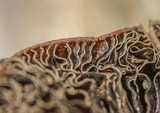 Panaeolus cinctulus image