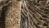 Panaeolus cinctulus image