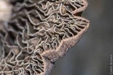 Panaeolus cinctulus image