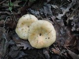 Lactarius psammicola image