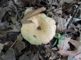 Lactarius psammicola image