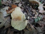 Lactarius psammicola image