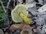 Boletus roxanae image