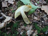 Boletus roxanae image