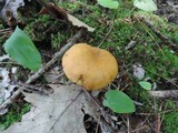 Boletus roxanae image