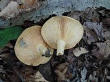 Lactarius psammicola f. glaber image