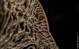 Panaeolus cinctulus image