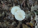 Amanita brunnescens image