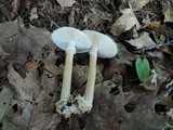 Amanita brunnescens image