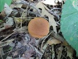 Boletus roxanae image