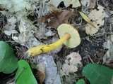 Boletus roxanae image