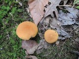 Boletus roxanae image