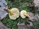 Boletus roxanae image