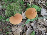 Boletus roxanae image