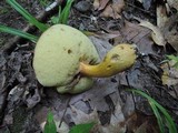 Boletus roxanae image