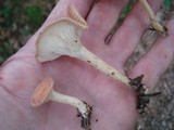 Clitocybe gibba image