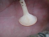 Clitocybe gibba image