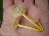 Cyptotrama chrysopepla image