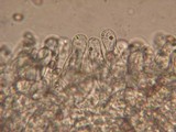 Psathyrella spadiceogrisea image