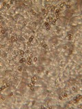 Psathyrella spadiceogrisea image