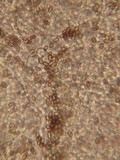 Psathyrella spadiceogrisea image