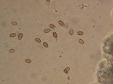 Psathyrella spadiceogrisea image