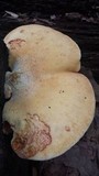 Piptoporus quercinus image