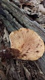 Tapinella atrotomentosa image