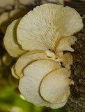 Pleurotus pulmonarius image