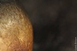 Panaeolus cinctulus image