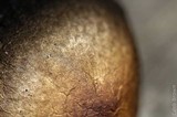 Panaeolus cinctulus image