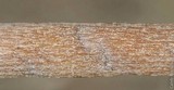Panaeolus cinctulus image