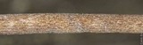 Panaeolus cinctulus image