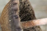 Panaeolus cinctulus image