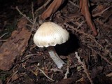 Inocybe sororia image