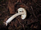 Inocybe sororia image