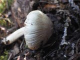 Inocybe sororia image