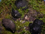 Annulohypoxylon thouarsianum var. thouarsianum image